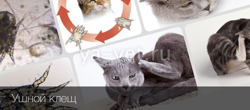 Клещи У Кошек Лечение Фото